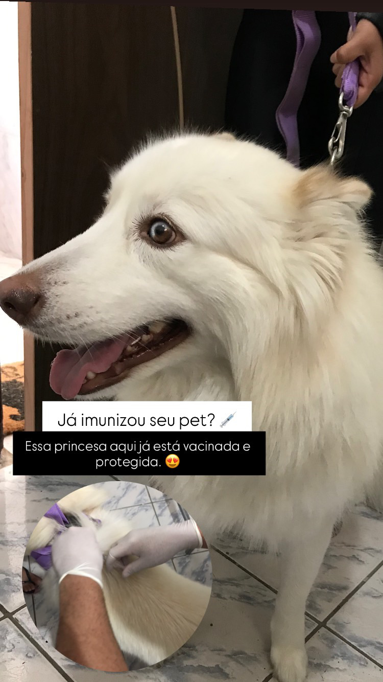 Cão sendo cuidado na Clínic Vet